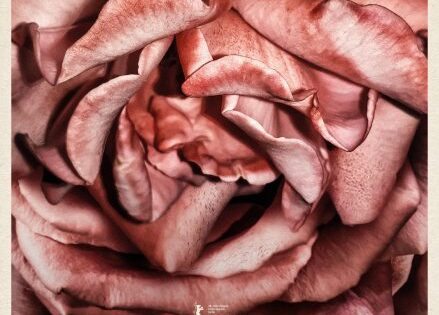 فيلم Rosebush Pruning 2026 مترجم اون لاين
